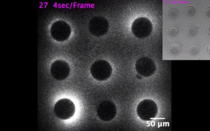 Eggs flash as they meet sperm enzyme, capturing the moment that life begins Credit: NORTHWESTERN UNIVERSITY